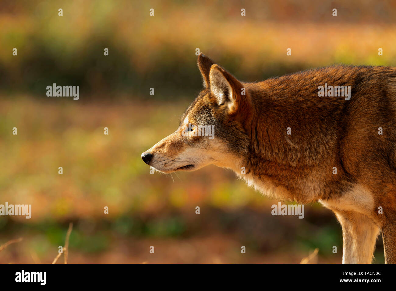 Red wolf (Canis lupus rufus) a rare wolf species native to the