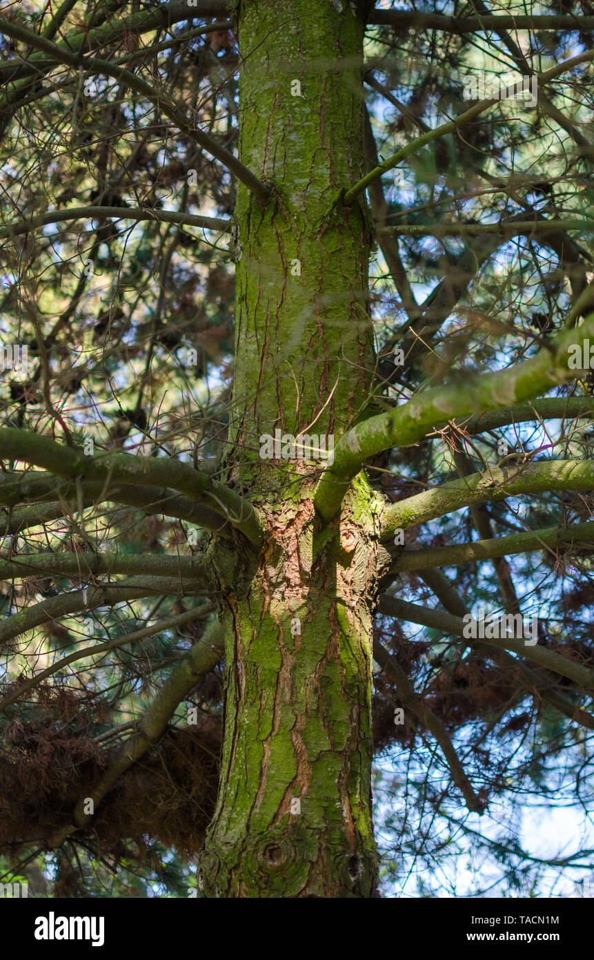 Pinus parviflora 'Tempelhof' (Japanese White Pine) trunk with branches. Stock Photo