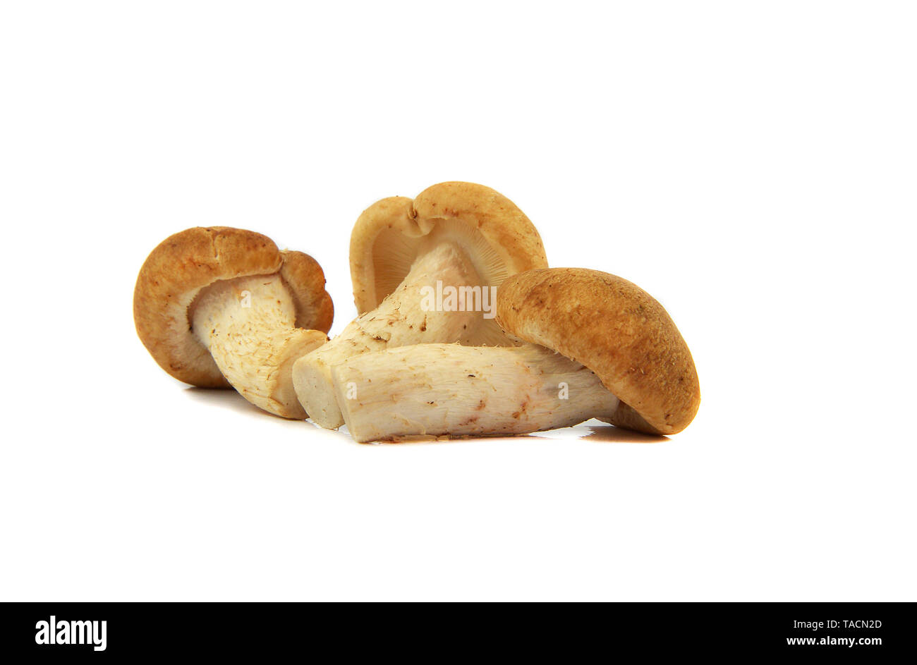Shiitake mushrooms / Raw fresh mushroom shiitake isolated on white