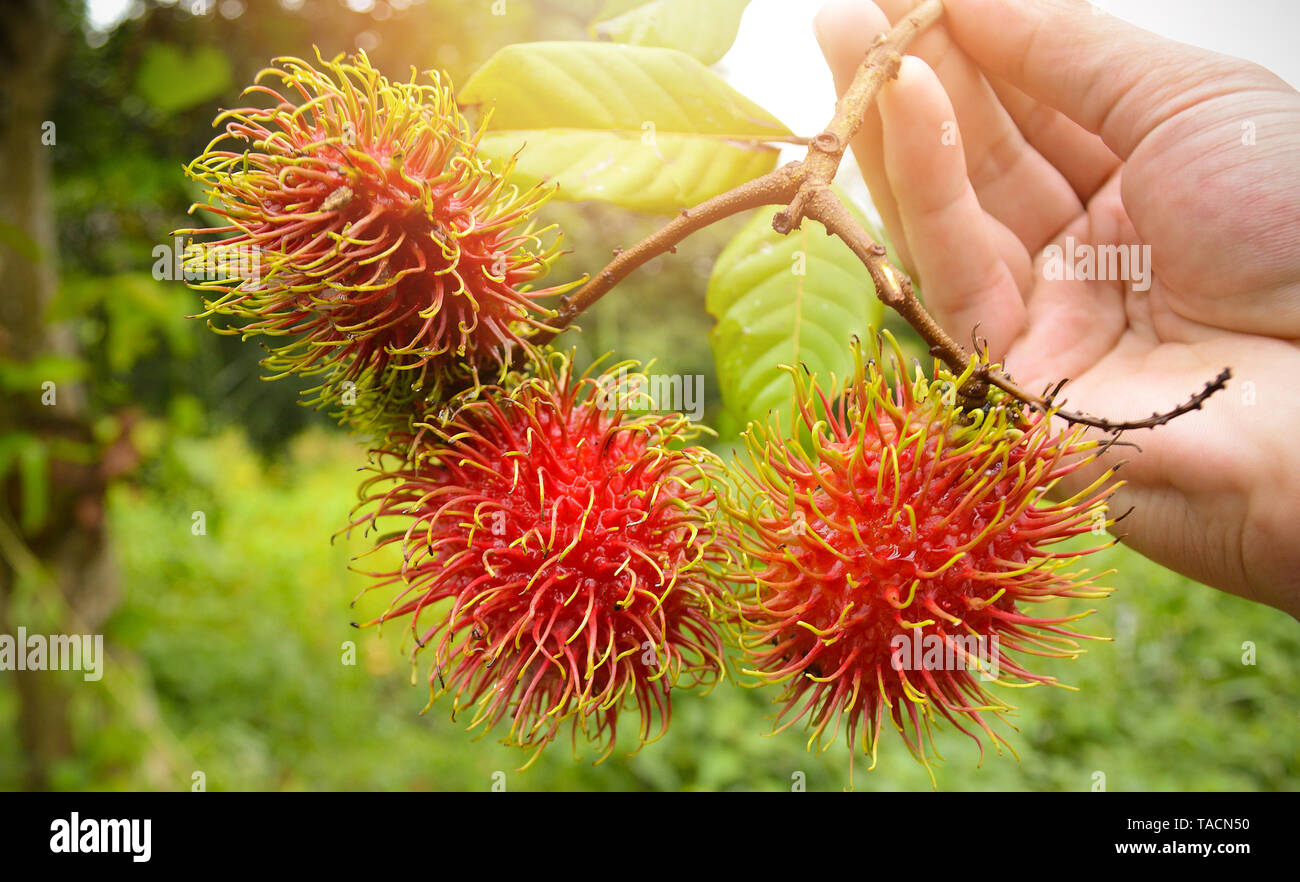 Rambutan in hand / Man holding fresh rambutan fruit harvest from the ...