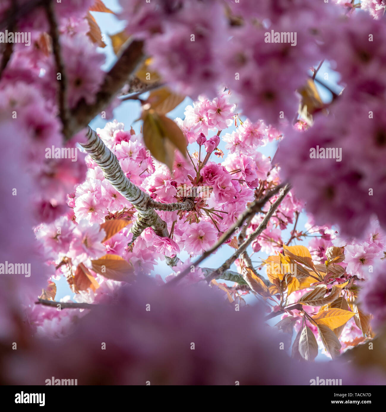 Spring summer cherry blossom hi-res stock photography and images - Alamy