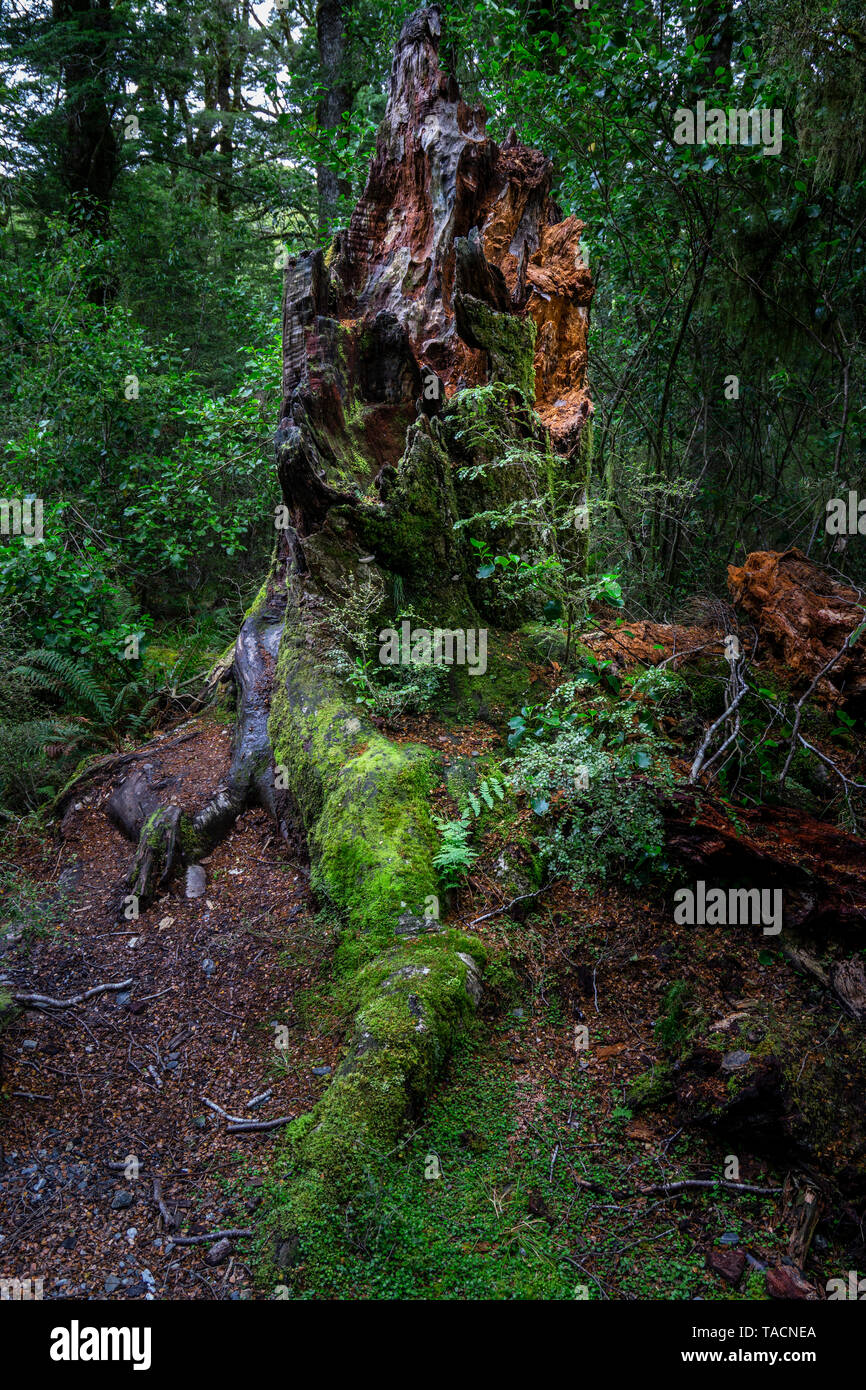 Old moss covered tree stump in temperate rainforest along Blue Pools Track South Island, New Zealand Stock Photo