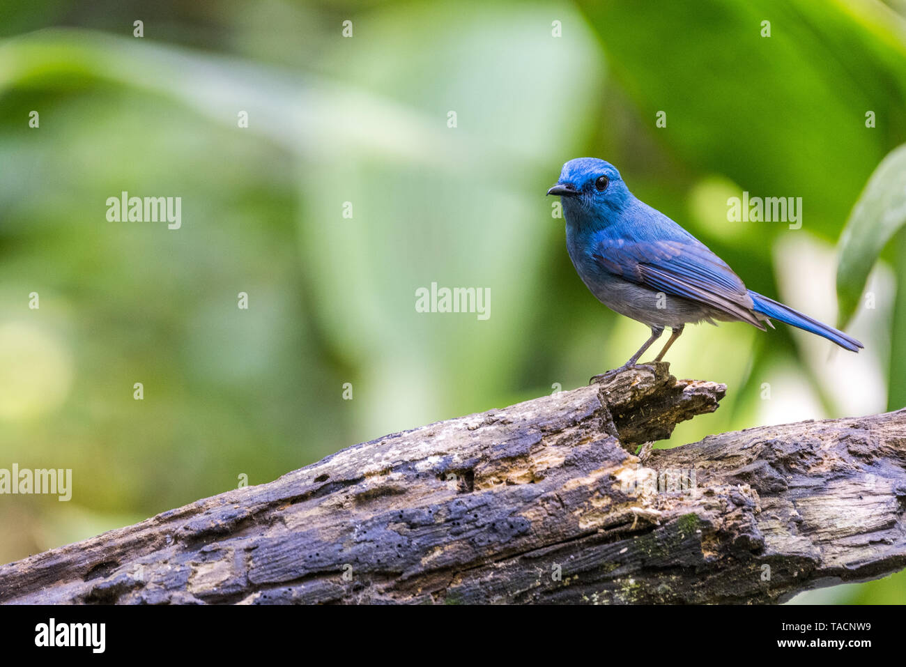 Blue birdPale Blue Flycatcher (Cyornis unicolor Stock Photo Alamy