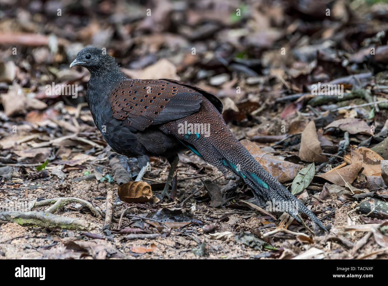 Male Mountain Peacock Pheasant Rothschild S Peacock Pheasant Mirror Pheasant Stock Photo Alamy