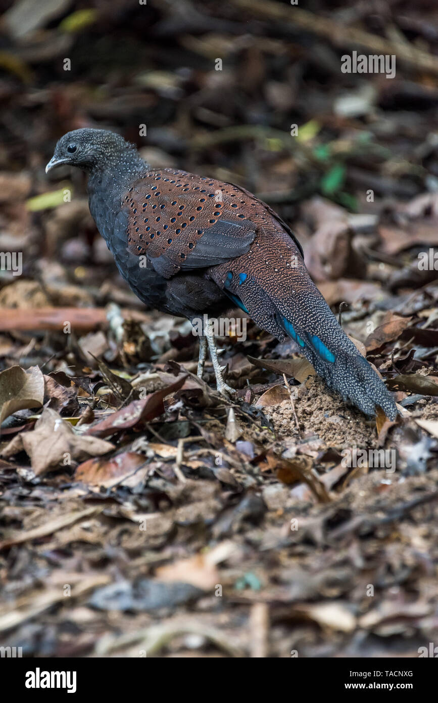 Male Mountain Peacock Pheasant Rothschild S Peacock Pheasant Mirror Pheasant Stock Photo Alamy