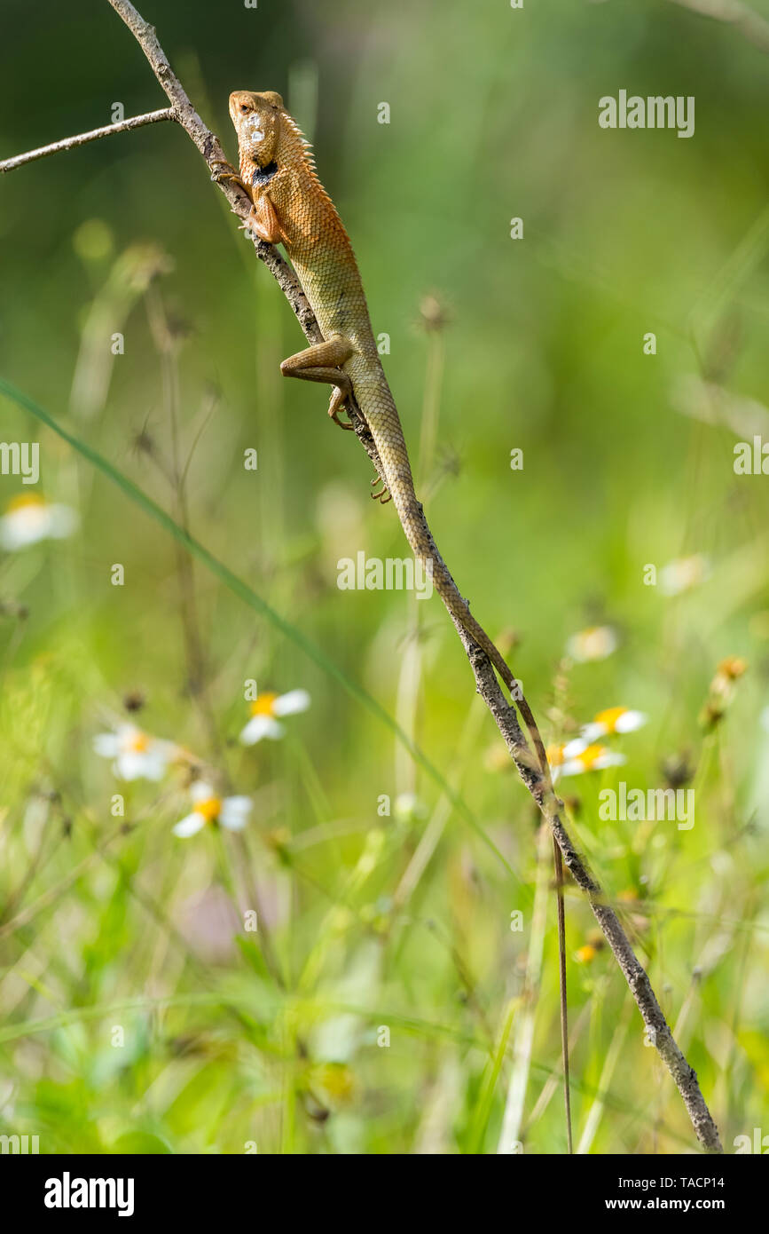 Lonely lizard hi-res stock photography and images - Alamy