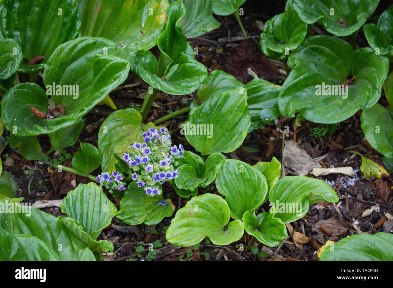 Chatham Island (Myosotidium hortensia Stock Photo Alamy