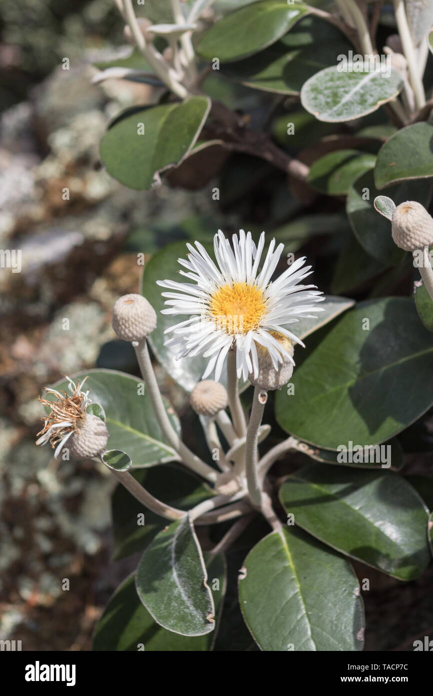 Markborough Rock Daisy, Pachystegia insignis is a species of flowering plants in the daisy family, Asteraceae. It is endemic to New Zealand. Stock Photo