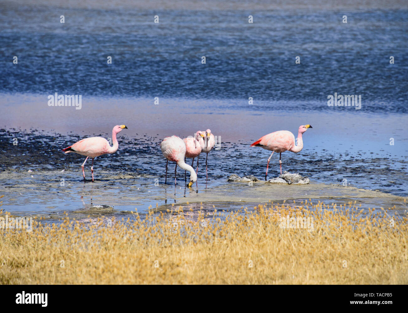 James's flamingo (Phoenicoparrus jamesi), Eduardo Avaroa National