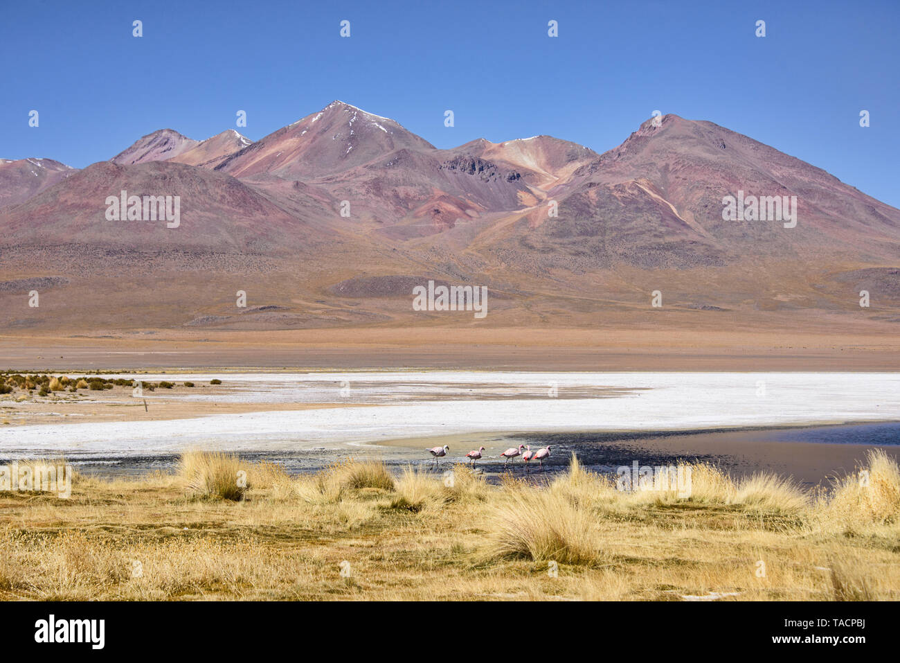 High altitude flamingos, Salar de Uyuni, Bolivia Stock Photo Alamy