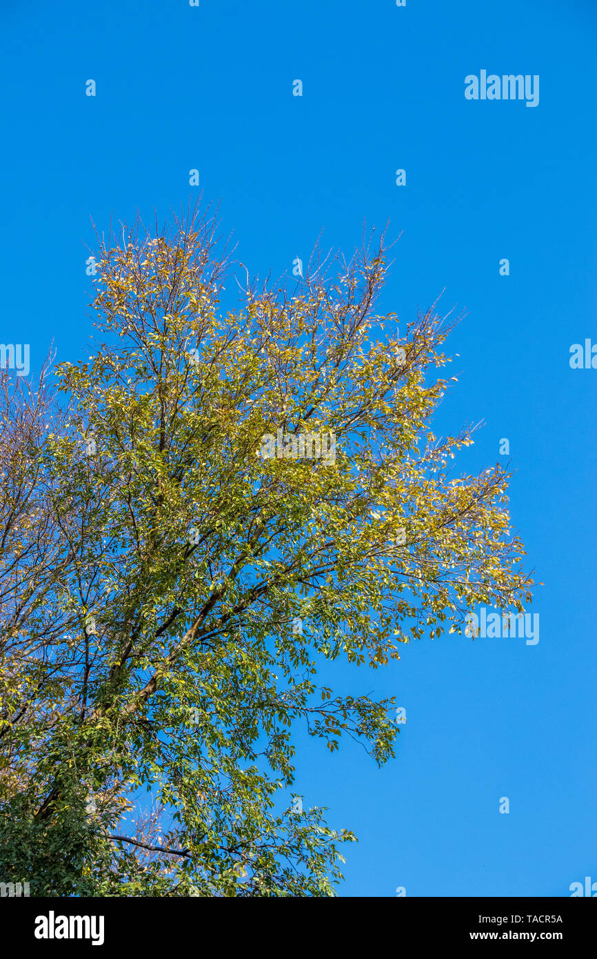 The branches of a tree with autumn leaves isolated against a crisp blue ...