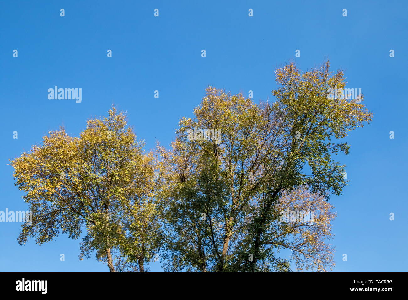 The branches of a tree with autumn leaves isolated against a crisp blue ...