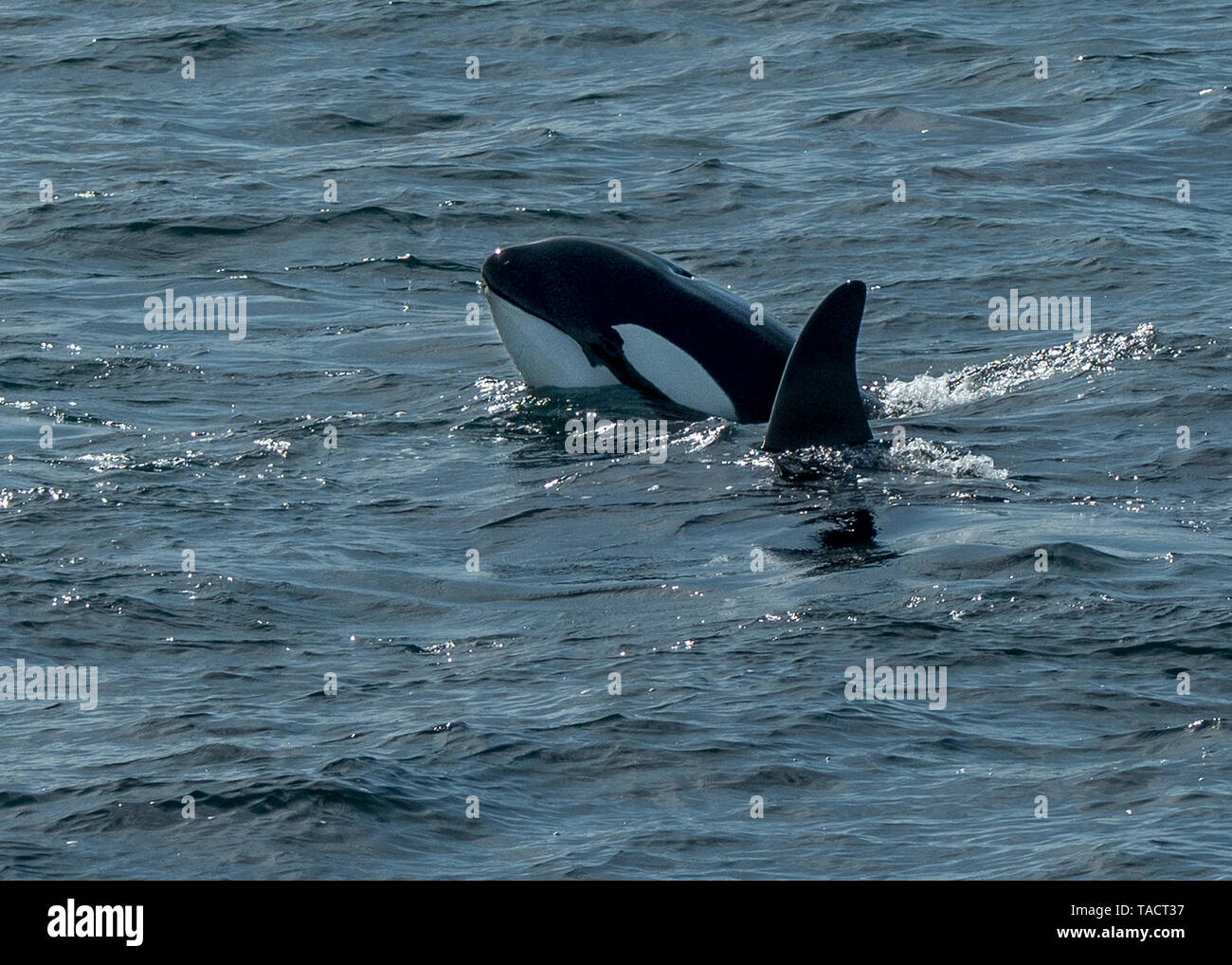 Orca (Killer whales), Shetland, Scotland Stock Photo