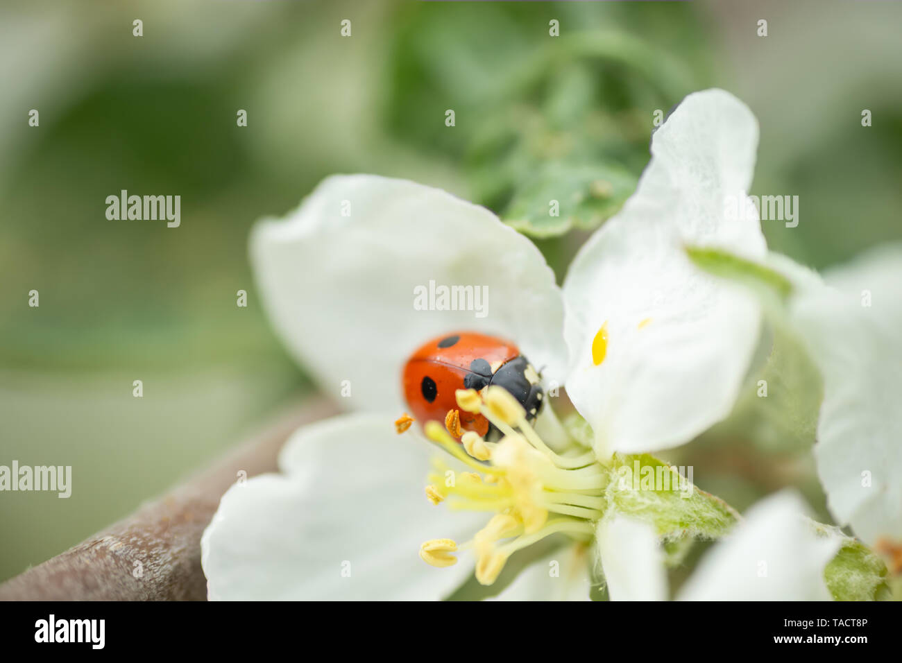 Red ladybug on apple tree flower macro close-up Stock Photo - Alamy
