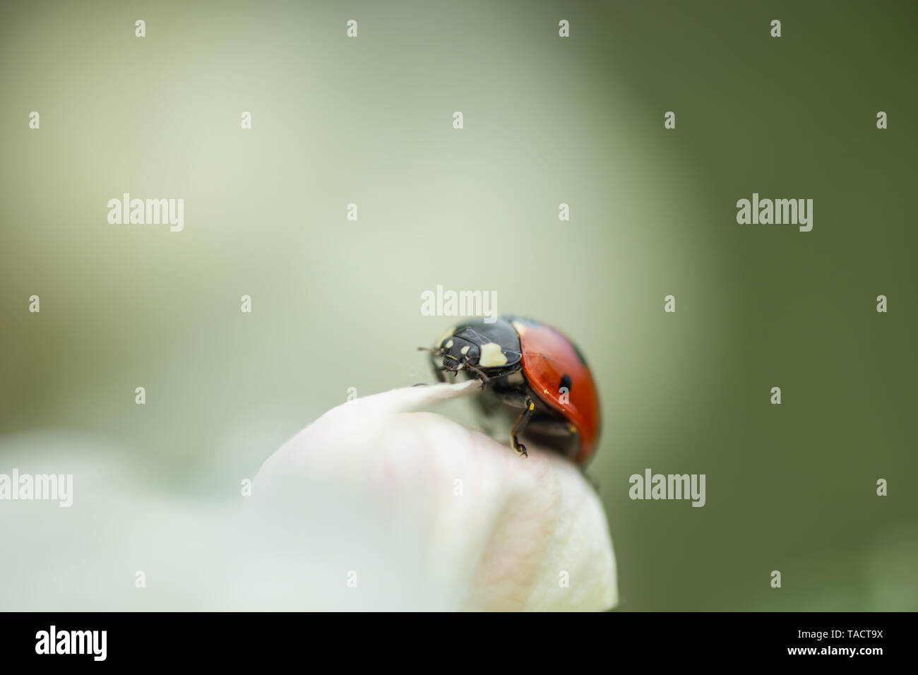 Red ladybug on apple tree flower macro close-up Stock Photo - Alamy