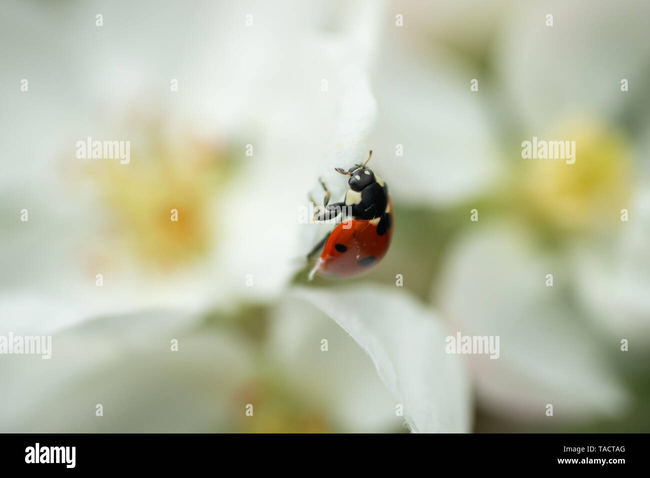 Red ladybug on apple tree flower macro close-up Stock Photo