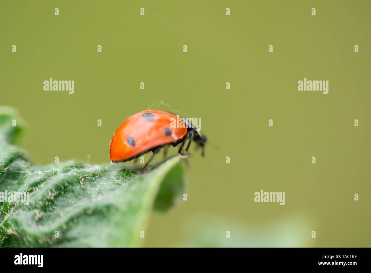 Red ladybug on apple tree flower macro close-up Stock Photo - Alamy