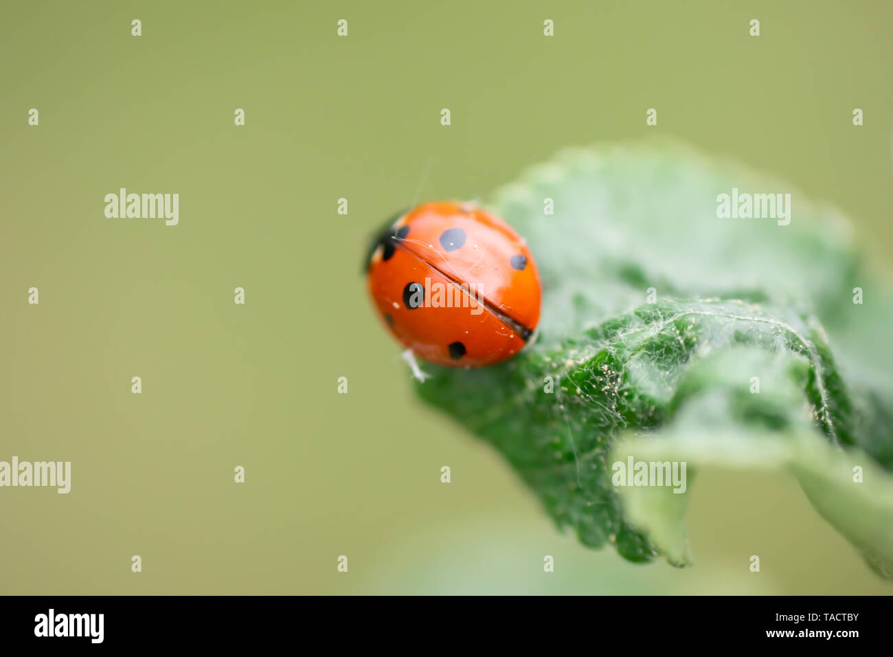 Ladybug on apple tree hi-res stock photography and images - Alamy