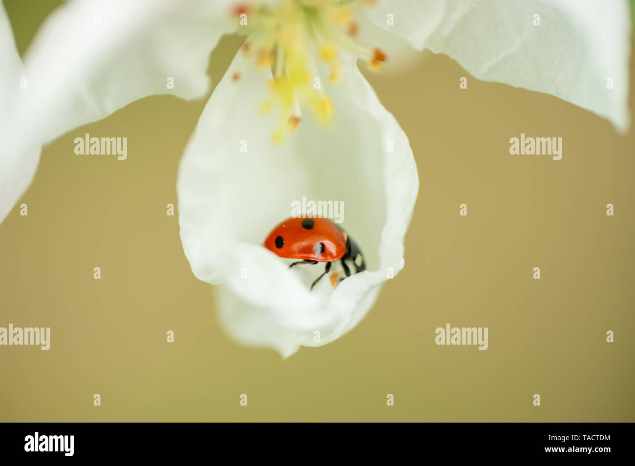 Red ladybug on apple tree flower macro close-up Stock Photo - Alamy