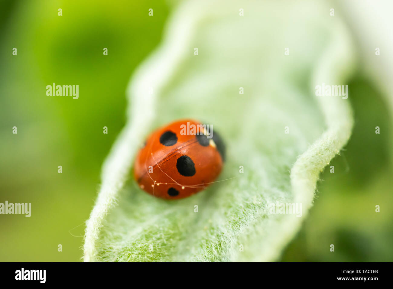 Red ladybug on apple tree leaf macro close-up Stock Photo - Alamy