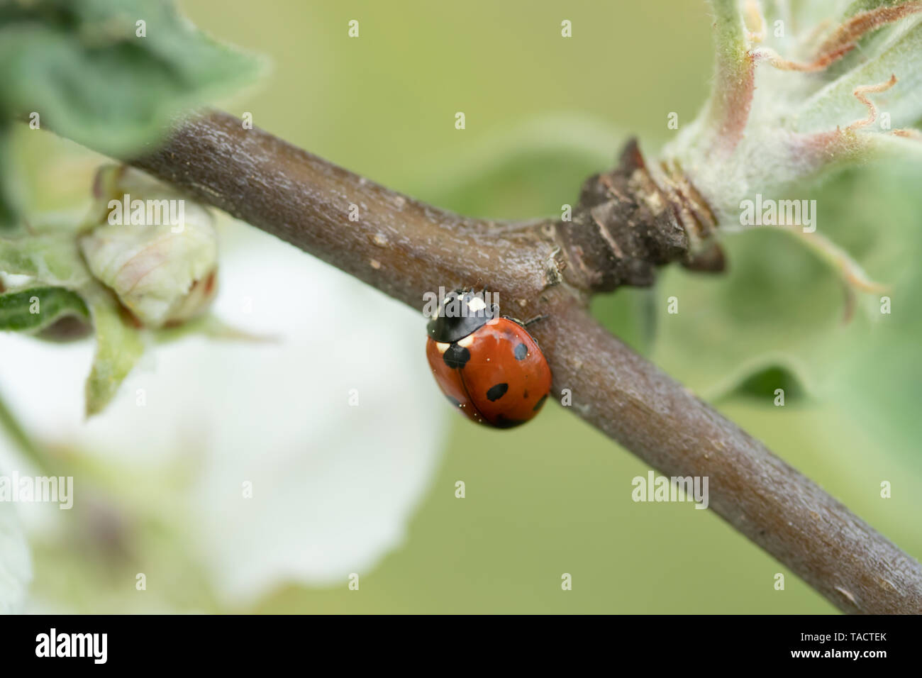 Ladybug on apple tree hi-res stock photography and images - Alamy