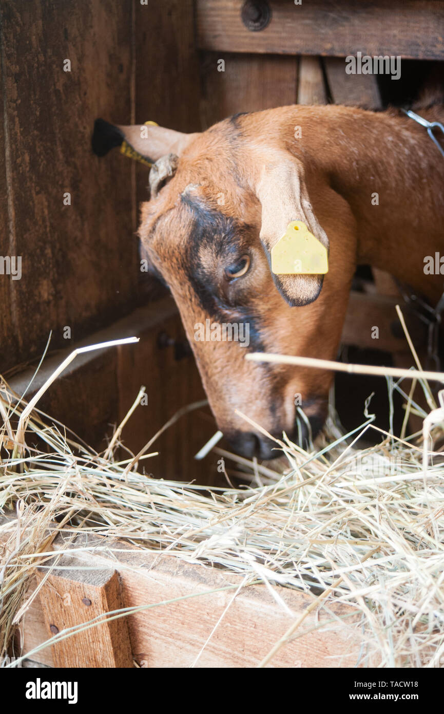 brown goat in stable eating hay Stock Photo