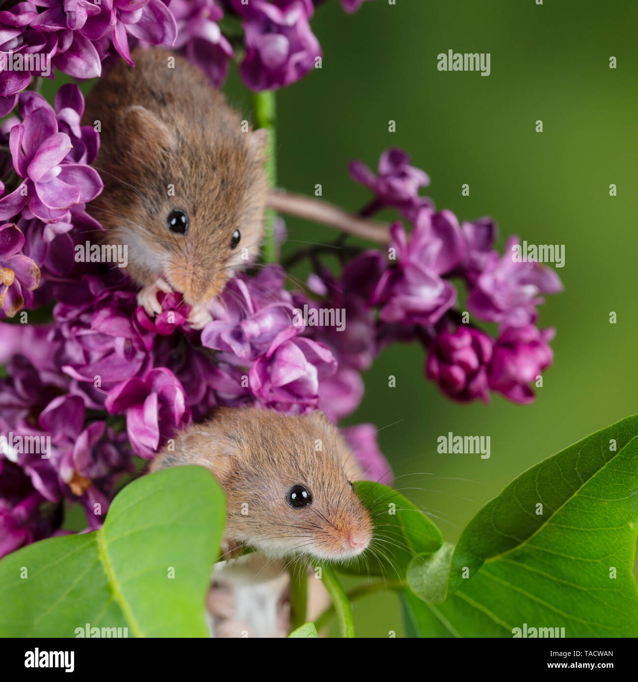 Cute harvest mice micromys minutus on pink flower foliage with neutral