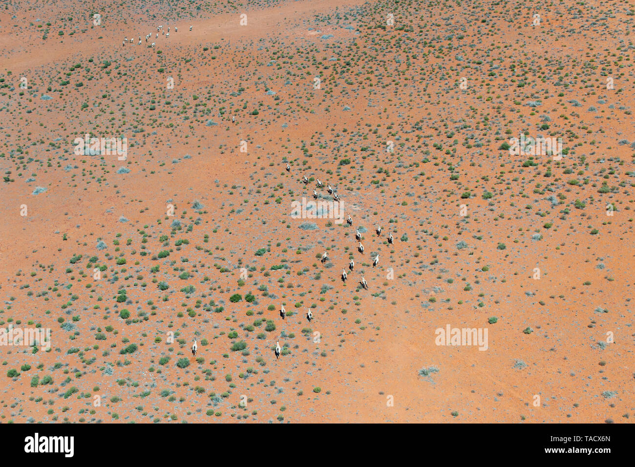 Aerial view of a herd of gemsbok (aka oryx) in the Namaqua National park in the Northern Cape Province of South Africa. Stock Photo