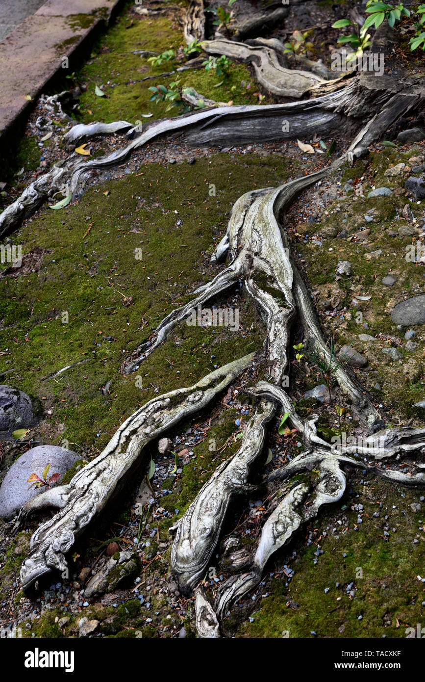 tree roots gardens Japan Stock Photo Alamy