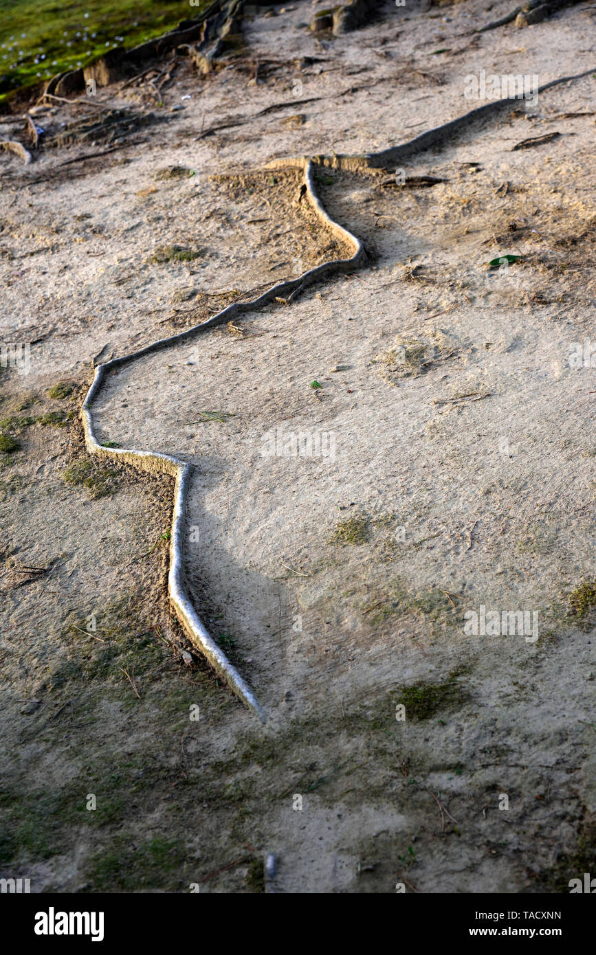 tree roots gardens Japan Stock Photo Alamy