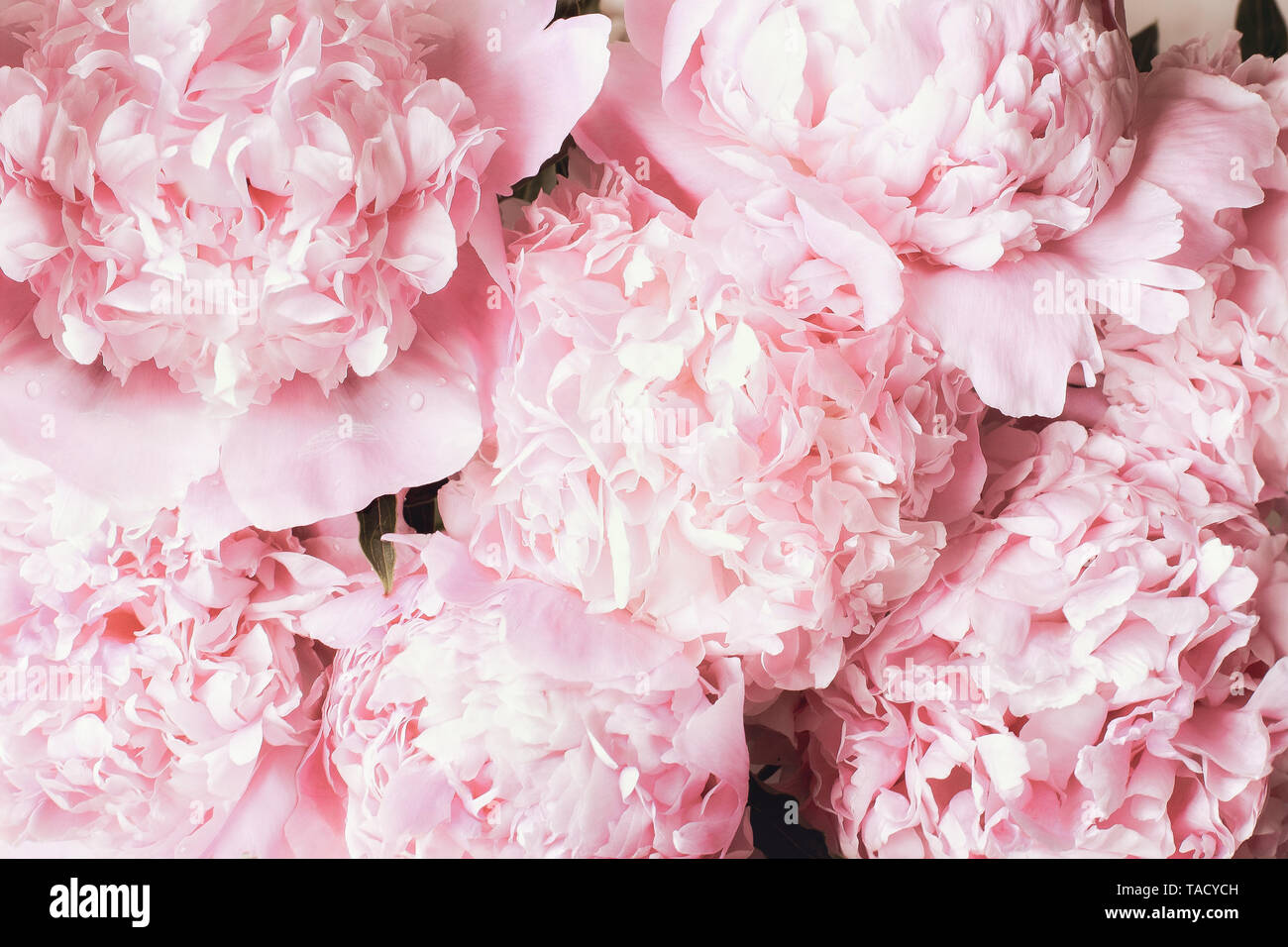 Beautiful bouquet of pink Peony flower background. Top view or flat lay.. Stock Photo