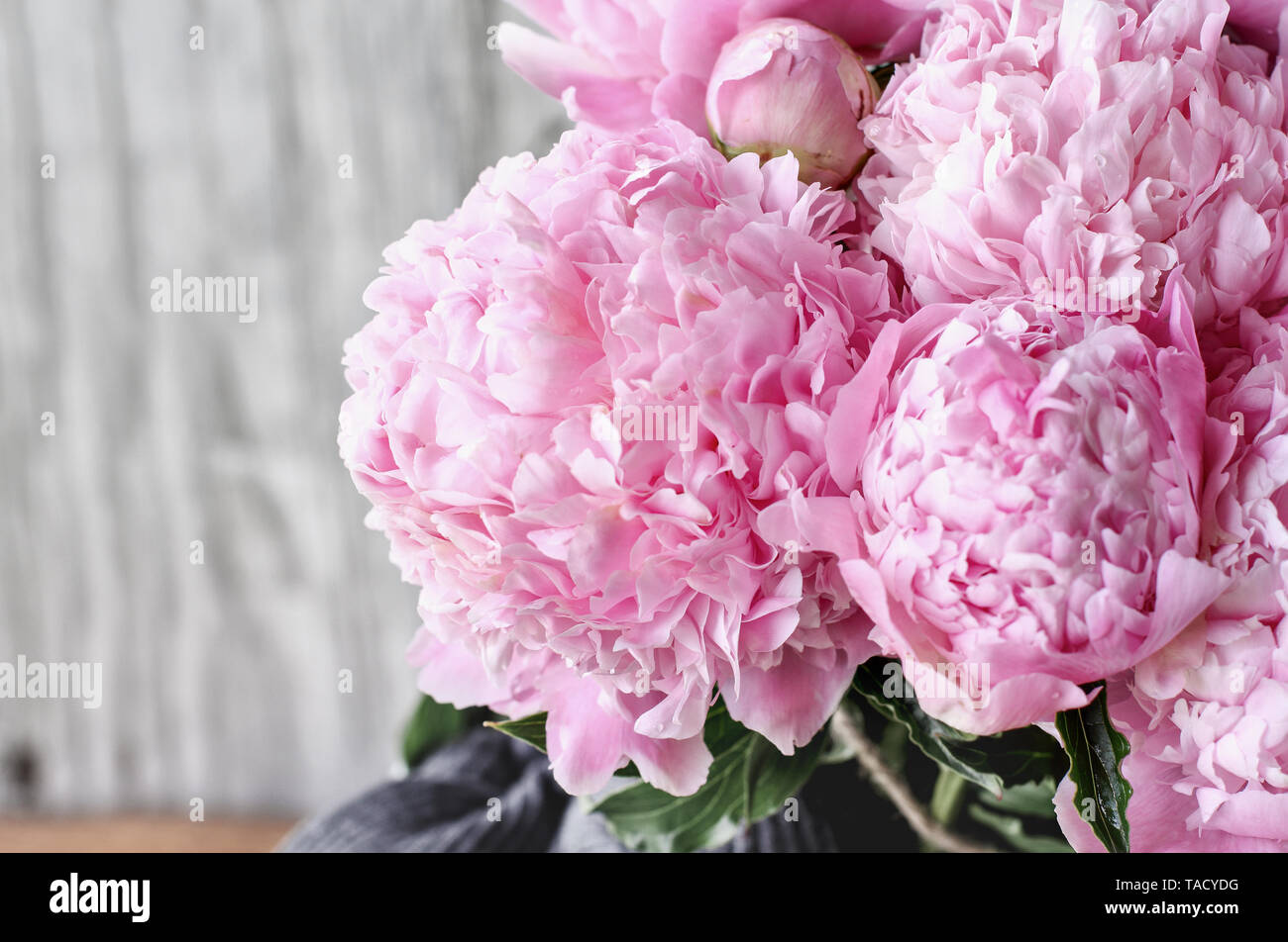 Bouquet of pink Peony flowers against a white rustic wood background  with copy space for your text. Stock Photo