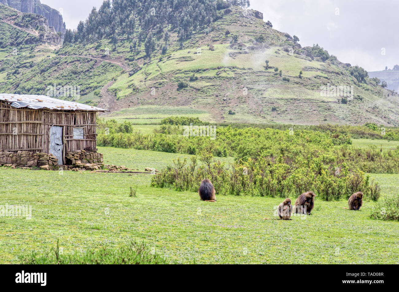 Gelada monkeys in the Simien Mountains north of Ethiopia feeding on the grass that grows next to a barn of rustic wooden slats with the mountains in t Stock Photo