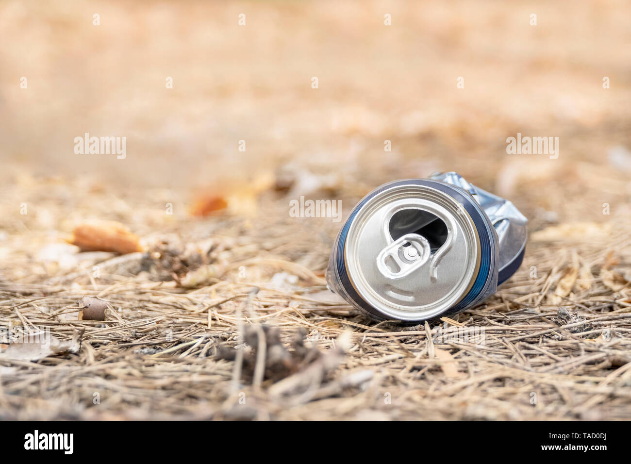 Beer Rings Polution pollution of nature - crushed metal can of beer on the needles in the ...