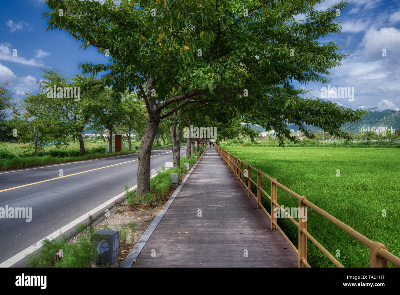 Walk through the rice fields next to the road around JeonjuSouth Korea ...
