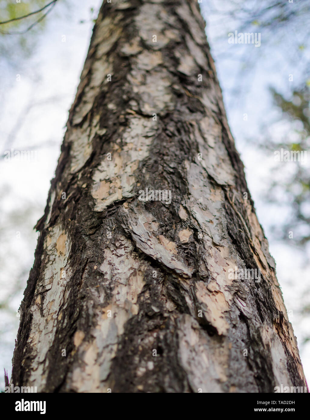 European Larch (larix decidua) bark. close up. Stock Photo