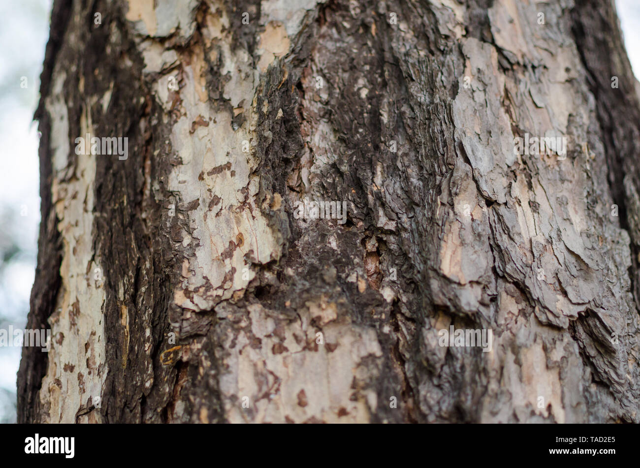 European Larch (larix decidua) bark. close up. Stock Photo