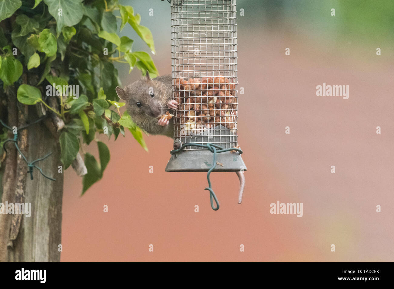 Juvenile rat on bird feeder hires stock photography and images Alamy