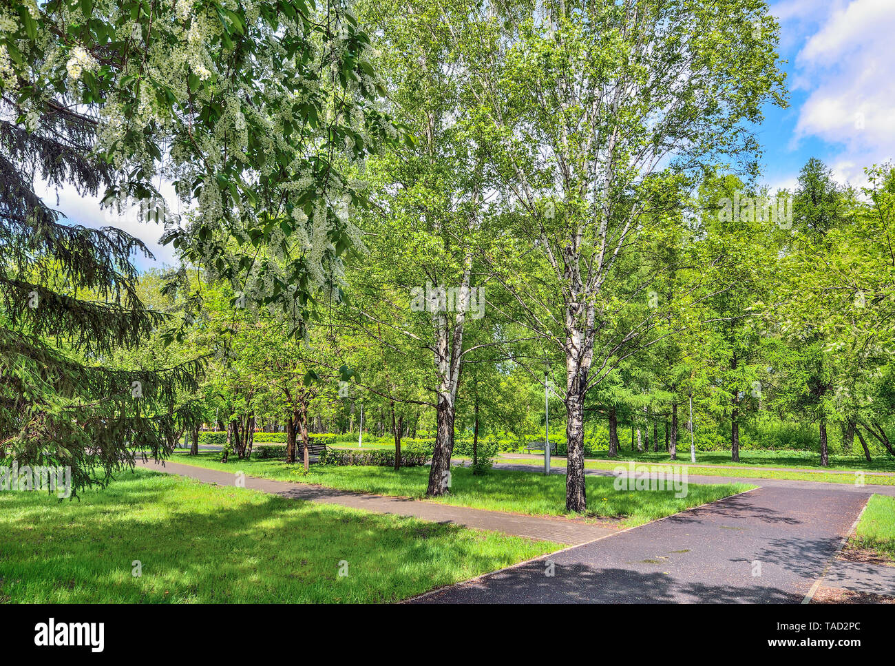 Beautiful romantic spring urban landscape in city park with blossoming bird cherry trees, bright spring greenery after rain. Branch of bird cherry tre Stock Photo