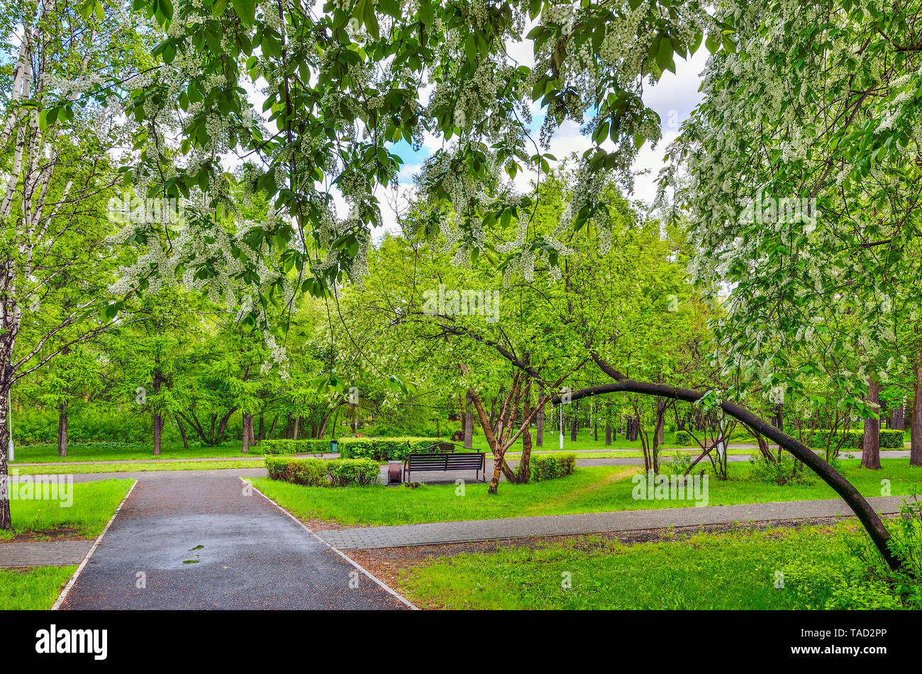Beautiful romantic spring urban landscape in city park with blossoming bird cherry trees, bright spring greenery after rain. Branch of bird cherry Stock Photo