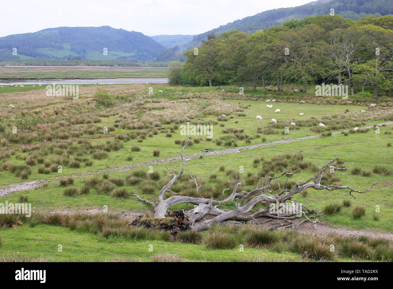 Ynys Hir RSPB reserve, Dyfi valley, Ceredigion, Wales Stock Photo