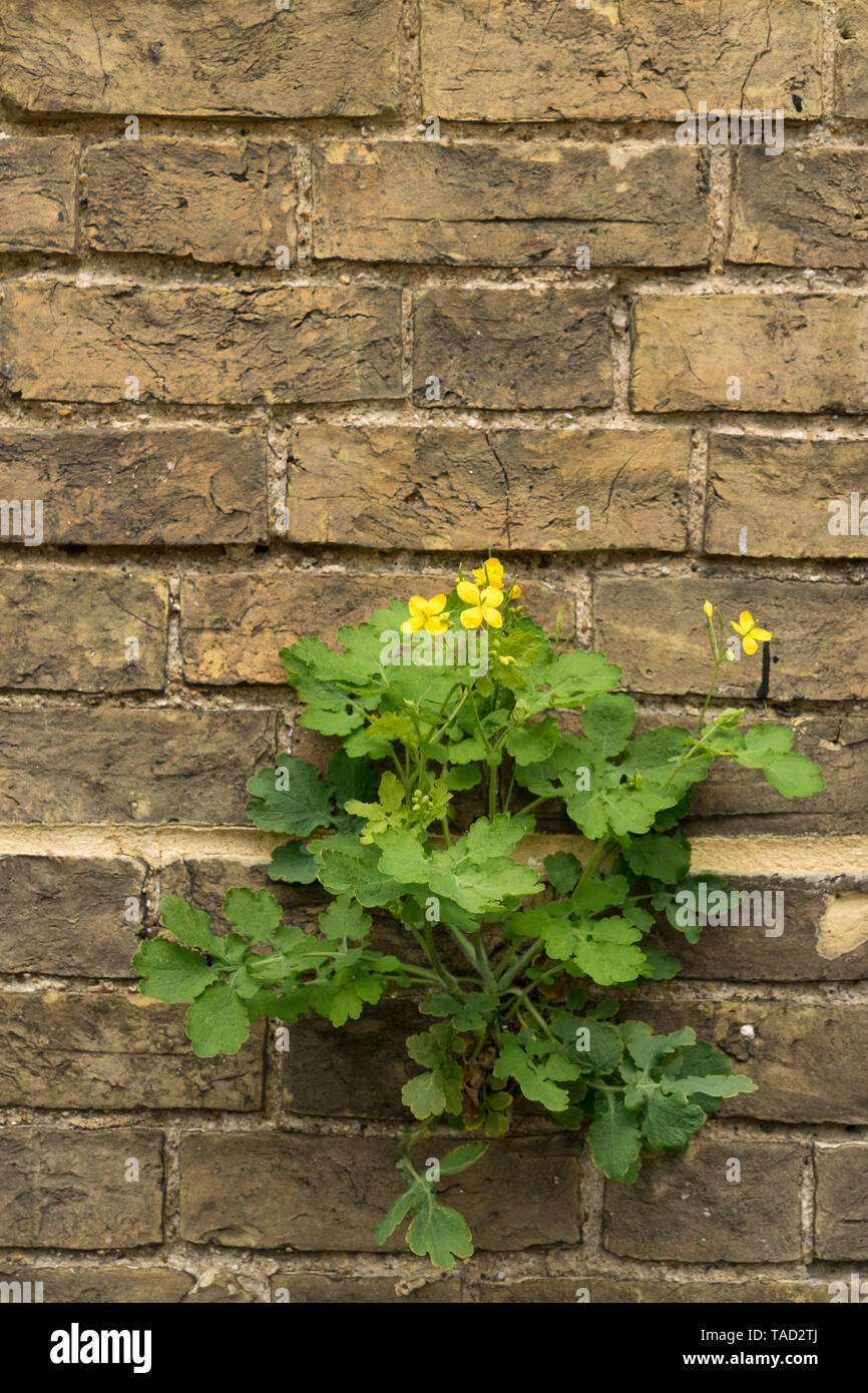 Greater Celandine growing in wall Stock Photo