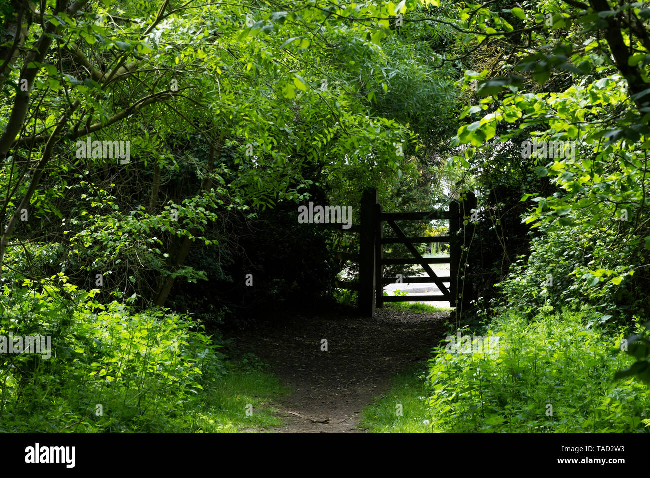 Secret gateway through trees Milton park, cambridge, 2019 Stock Photo