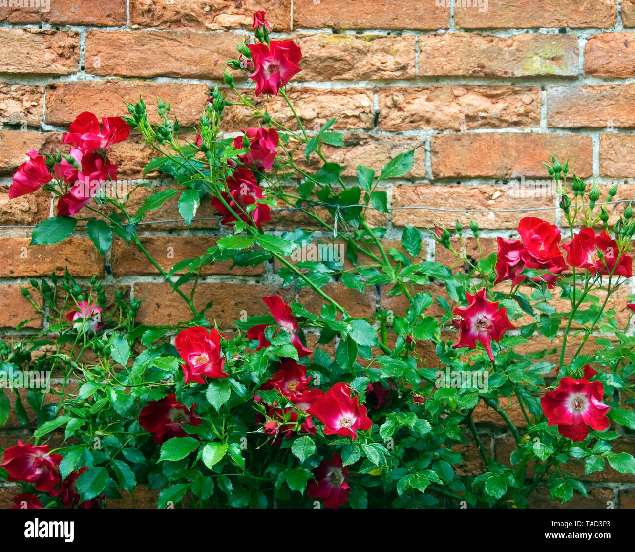Tall rose up to 12 feet hi-res stock photography and images - Alamy