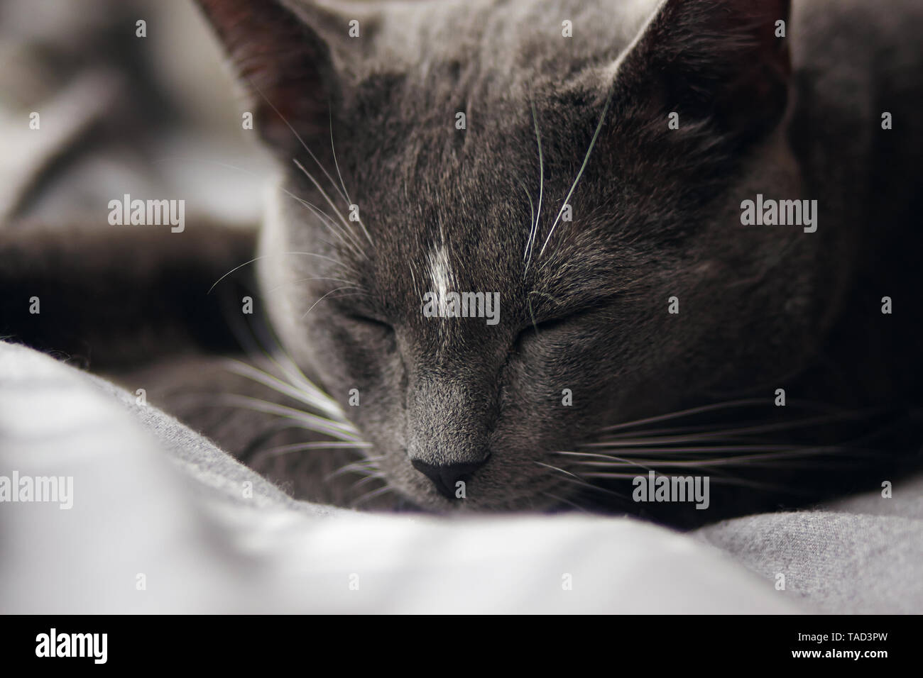 Gray home cute cat with a white spot on his forehead sleeping soundly