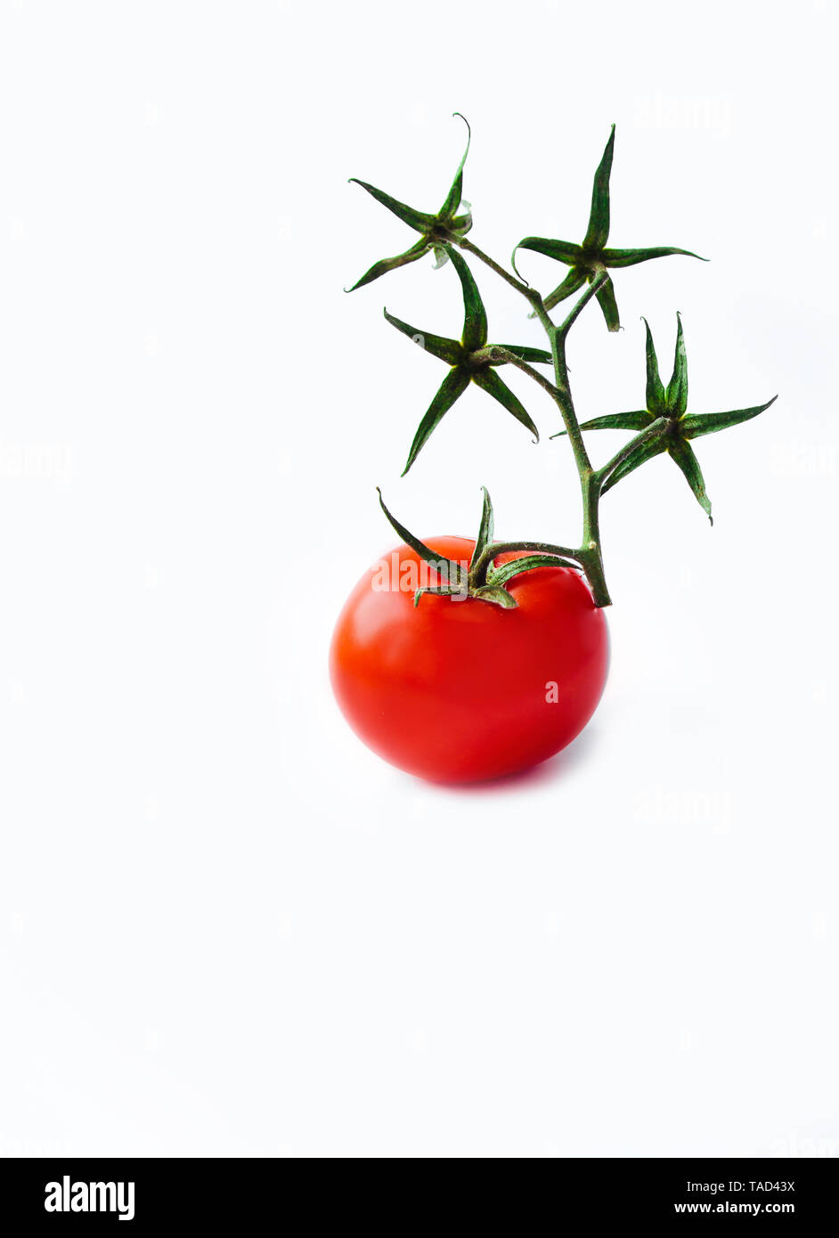 Ripe red tomato on the white background with dry green branch us a ...