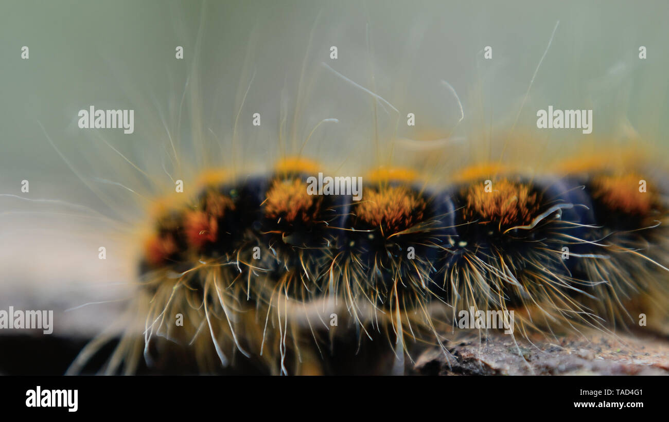 Close up of European gypsy moth caterpillar , Lymantria dispar dispar ...
