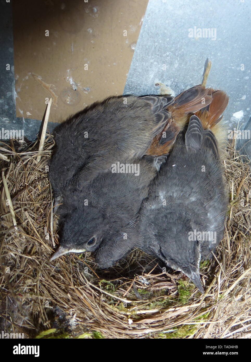 Vogel Singvogel Nest Vogelnest K ken Nachwuchs V gel vogel-singvogel-nest-vogelnest-k-ken-nachwuchs-v-gel