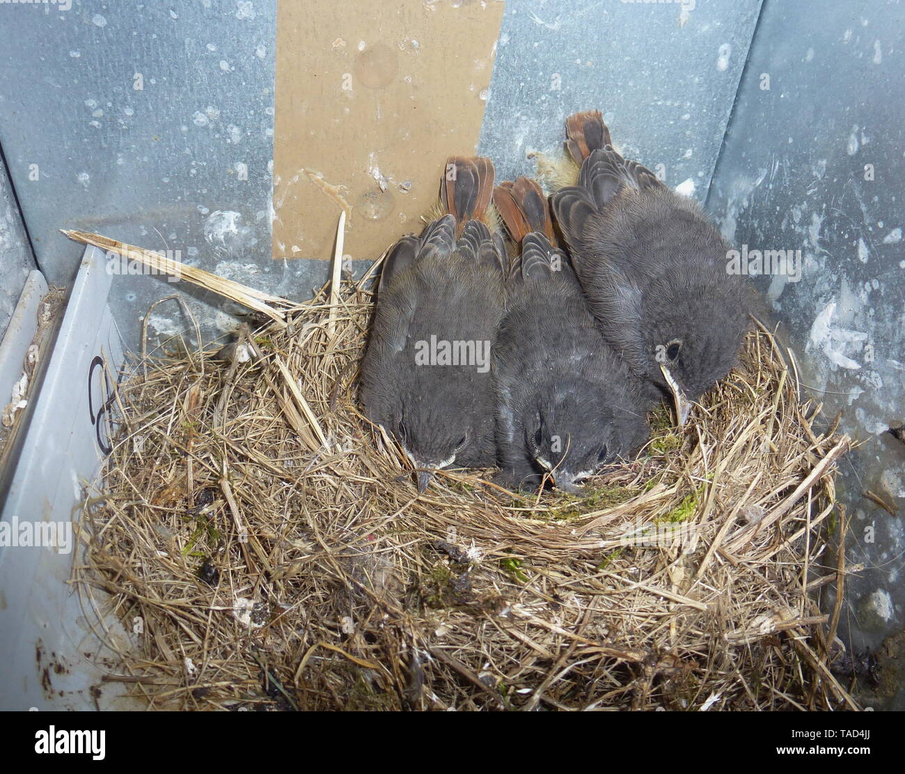 Vogel Singvogel Nest Vogelnest K ken Nachwuchs V gel vogel-singvogel-nest-vogelnest-k-ken-nachwuchs-v-gel