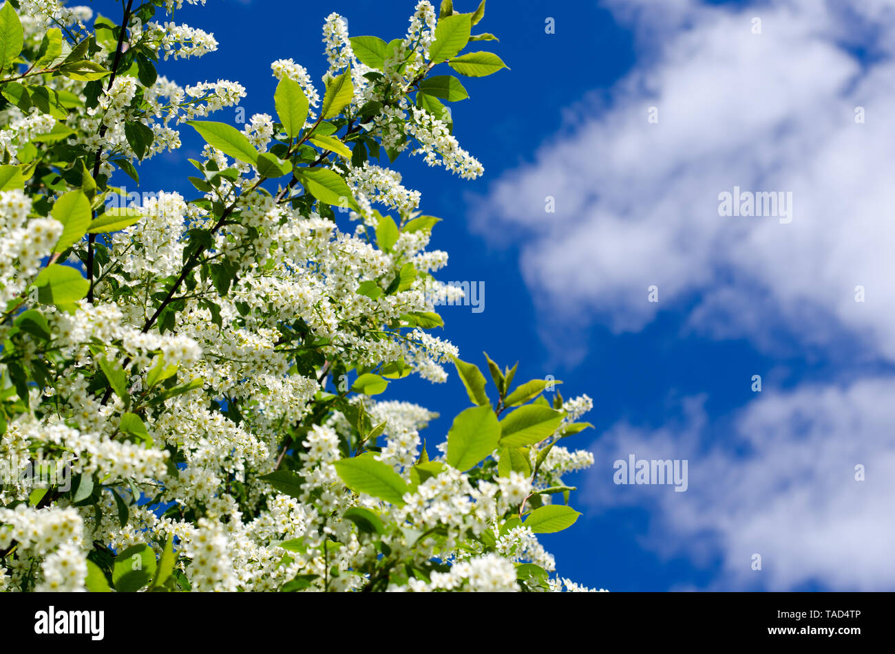 Prunus padus, also known as bird cherry, hackberry, hagberry, or Mayday tree, outside in the sunny weather with blue sky in the background. Stock Photo